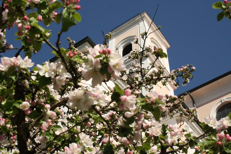 Studienkirche_Jesuitenkirche Blüten